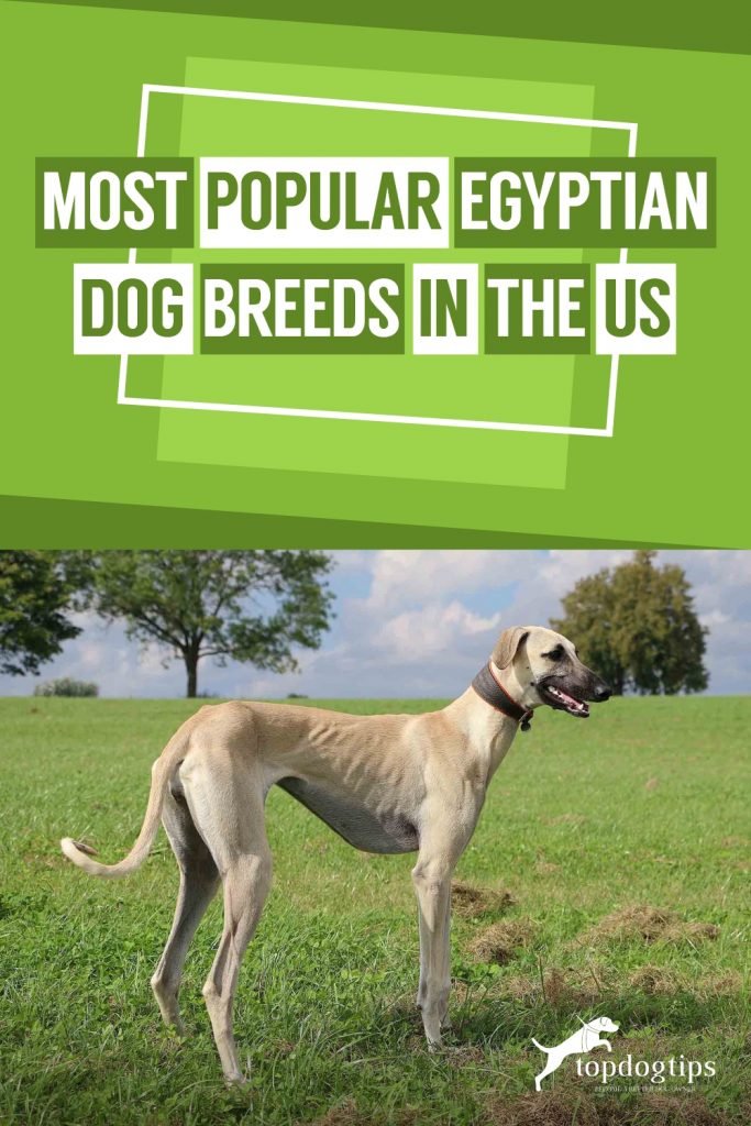 Most Popular Egyptian Dog Breeds in the United States