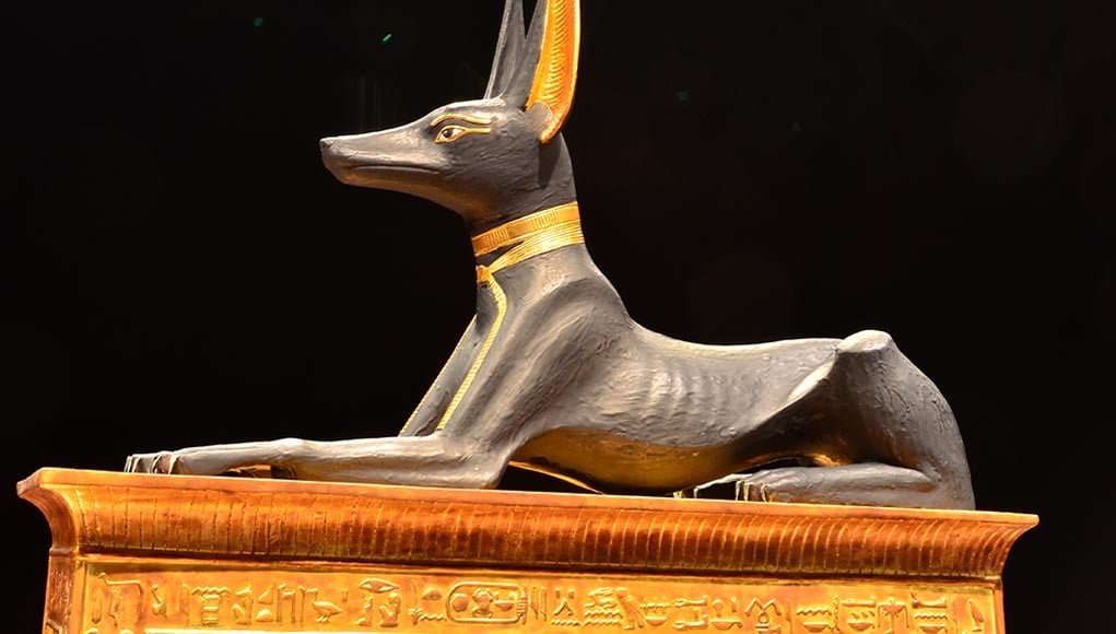 Most Popular Egyptian Dog Breeds in the United States