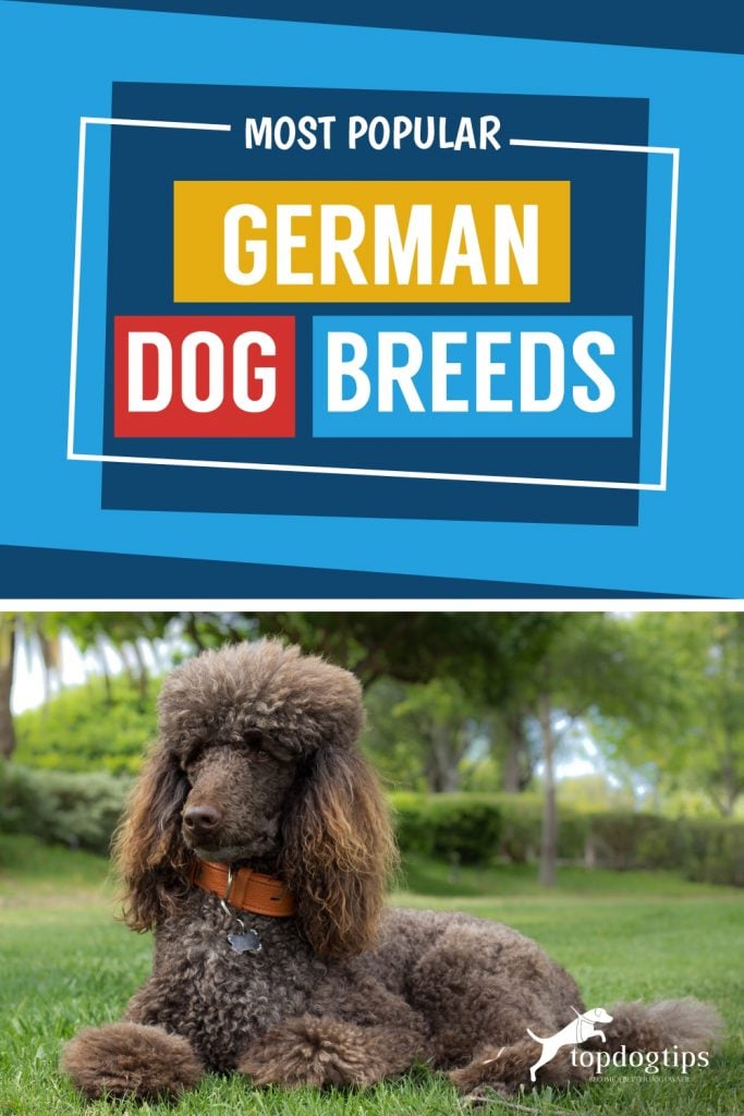 Most-popular-german-dog-breeds 