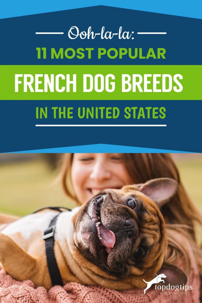 Ooh-la-la 11 Most Popular French Dog Breeds in the United States