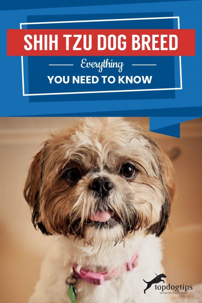 Shih Tzu Dog Breed Everything You Need To Know