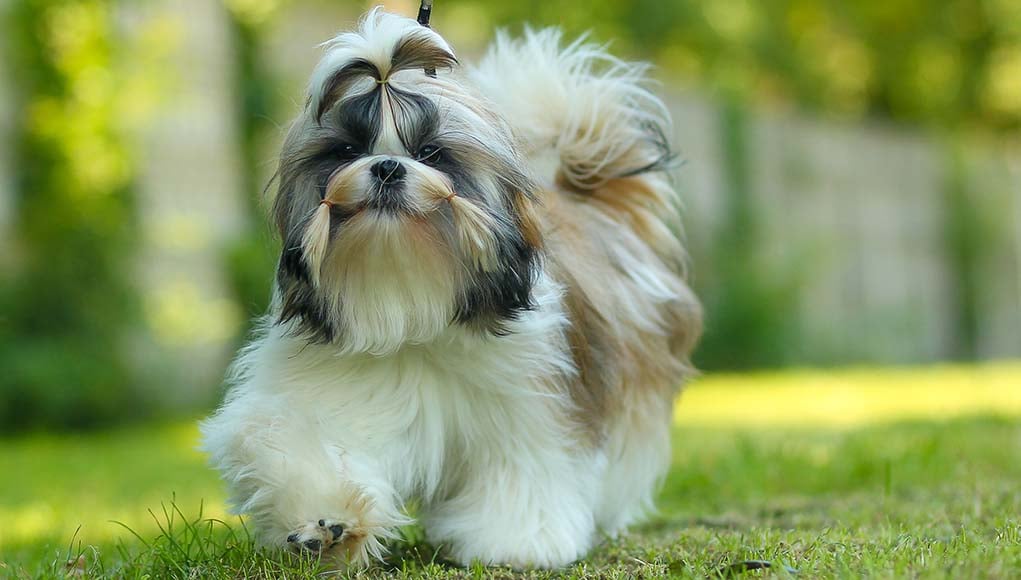 Shih Tzu Dog Breed- Everything You Need To Know