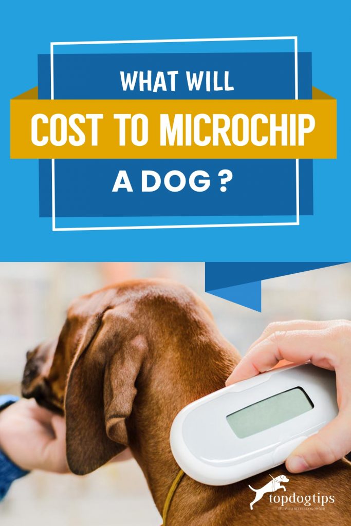 What Will It Cost to Microchip a Dog