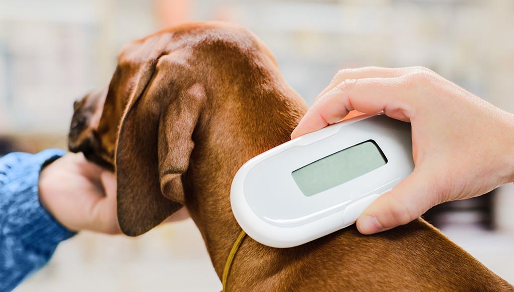 What Will It Cost to Microchip a Dog?