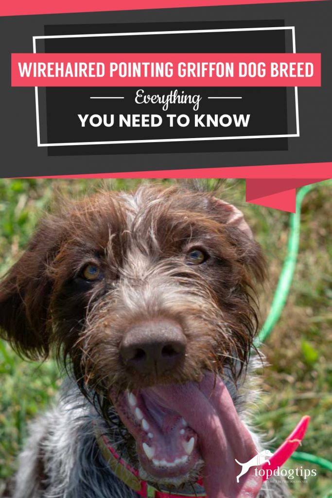 Wirehaired Pointing Griffon Dog Breed Everything You Need To Know