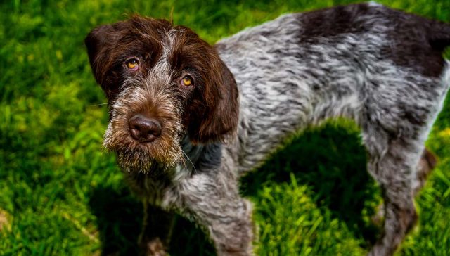 Wirehaired Pointing Griffon Dog Breed- Everything You Need To Know featured image