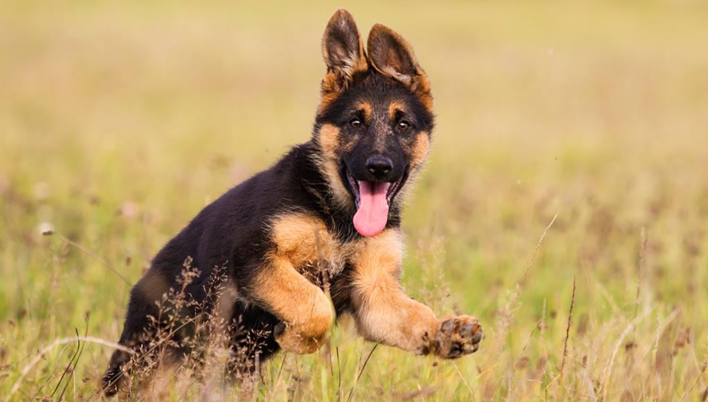 Wunderbar- The Eleven Most Popular German Dog Breeds In The US