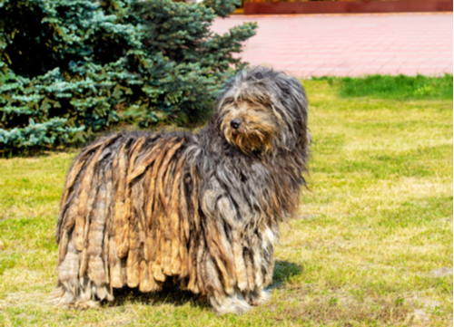 Bergamasco exotic dog breed