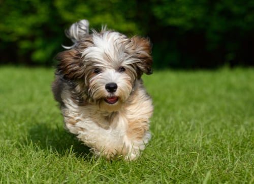 havanese puppy running