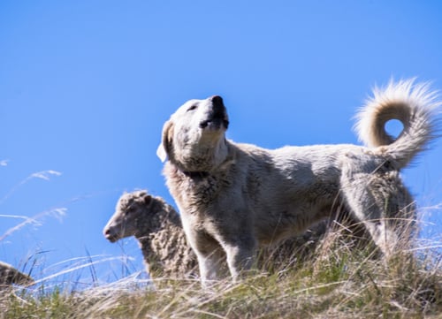 akbash dog barking at intruders