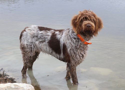 wirehaired pointing griffon standing in water