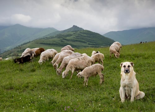 anatolian shepherd watching sheep