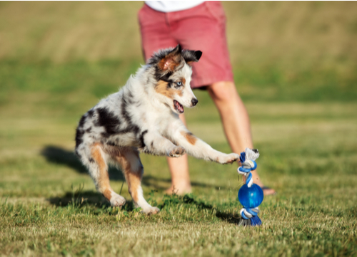 blue eyed dog australian shepherd