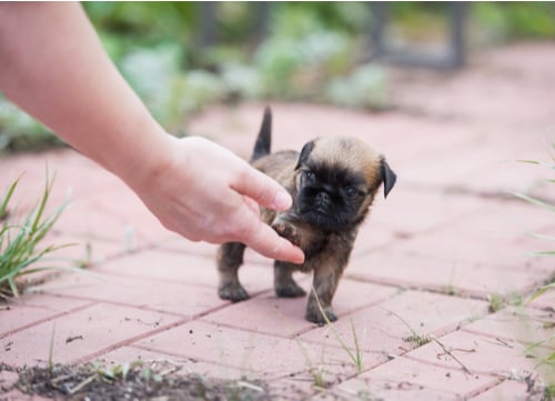 brussels griffon puppy