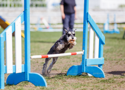 miniature schnauzer doing agility drills