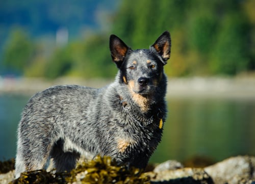 Australian cattle dog healthy dog breed