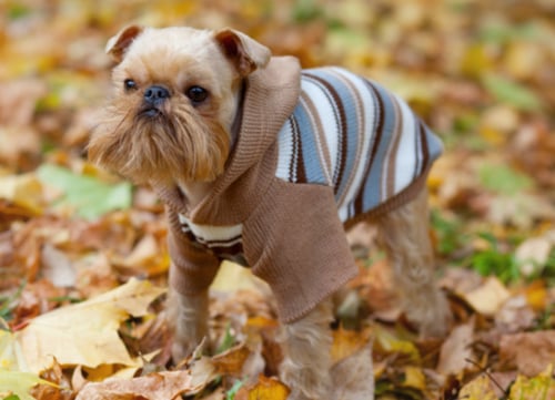 brussels griffon dressed in outfit