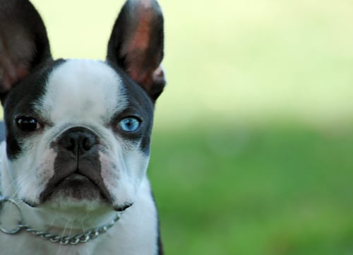 blue eye boston terrier