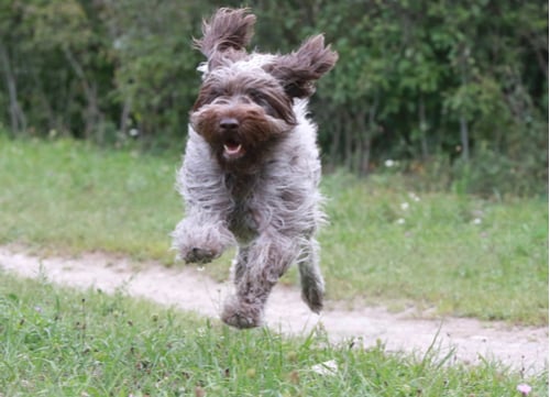 wirehaired pointing griffon running