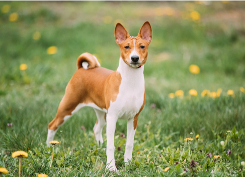 basenji egyptian dog breed