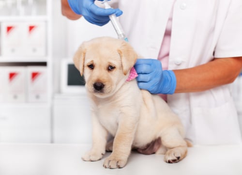 puppy getting parvo vaccine