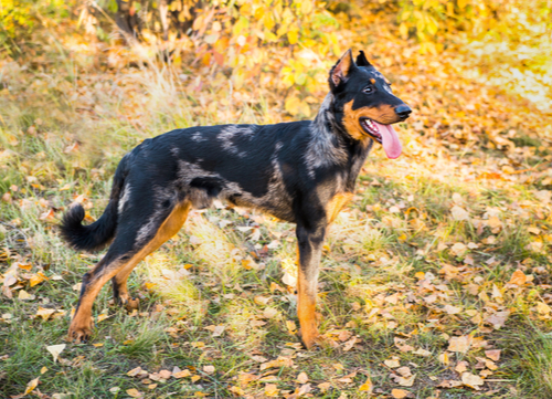 beauceron dog breed