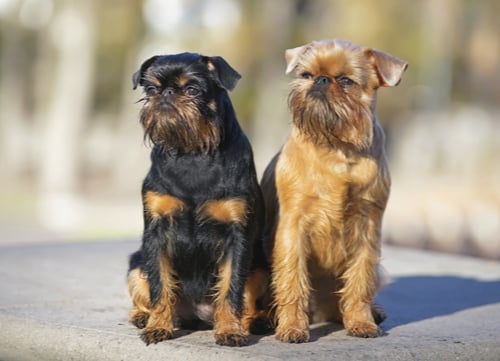 two brussels griffons sitting together