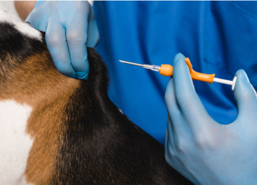 microchip being administered in dog shoulder