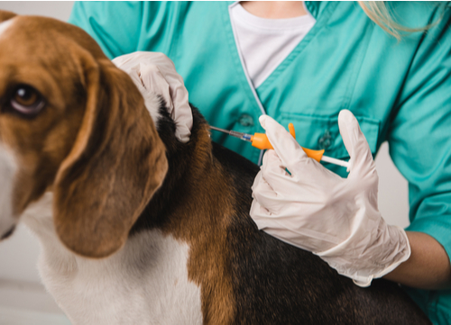 vet giving beagle microchip