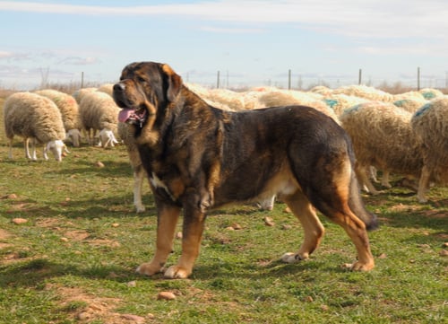 spanish mastiff guarding sheep