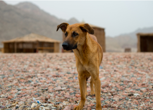 baladi egyptian dog breed