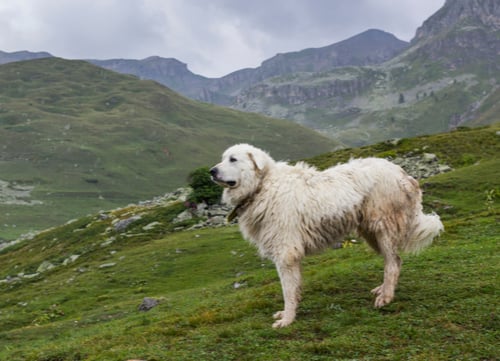 great pyrenees looking out over valley