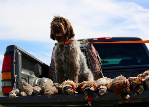 wirehaired pointing griffon hunting dog