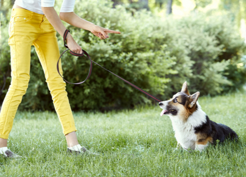 pembroke welsh corgi being leash trained