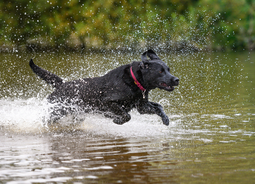 black labrador playing in water