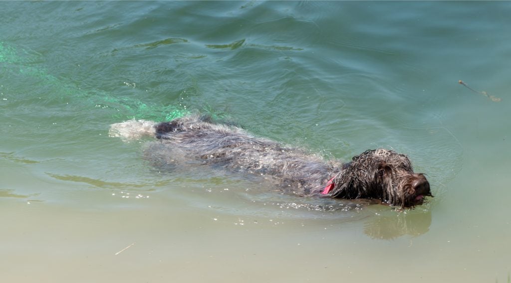 wirehaired pointing griffon swimming