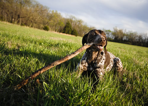 german short haired pointer