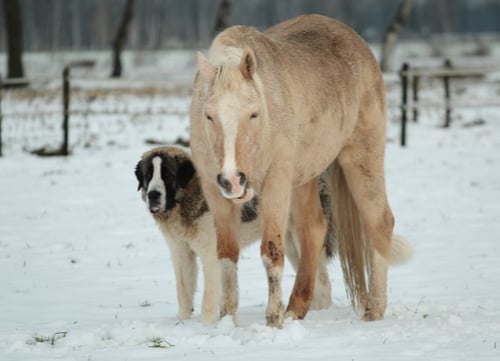 pyrenean mastiff next to horse