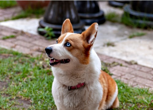 blue eyed pembroke welsh corgi