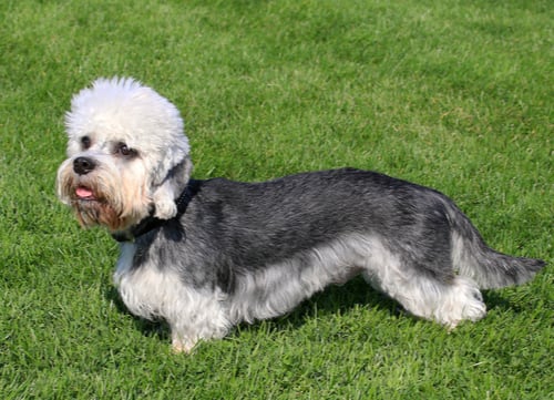 Dandie Dinmont Terrier Breed profile