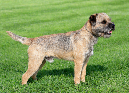 border terrier standing in field