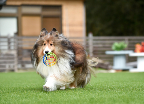 shetland sheepdog retrieving toy