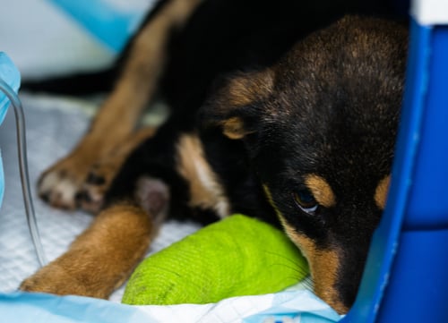 dog isolated in cage with parvovirus