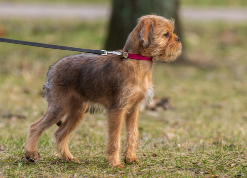 brussels griffon on leash