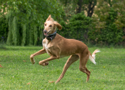 saluki egyptian dog breed running