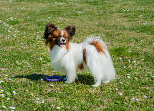 papillon dog playing in field