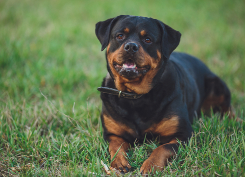 rottweiler laying on grass