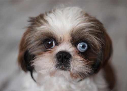 blue eyed shih tzu