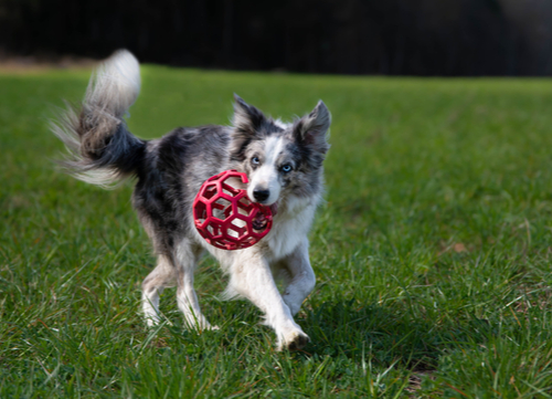 blue eyed dog border collie