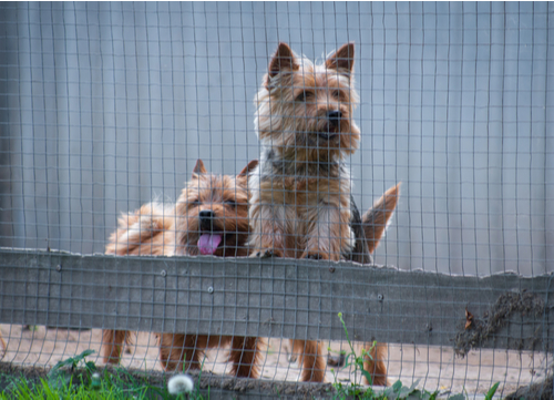 norwich terriers behind fence